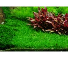 Eleocharis acicularis 'Mini'