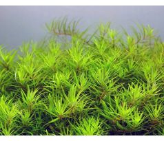 Limnophila sp. 'Scrophulariaceae'