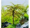 Climacium japonicum  - "Tree Moss"