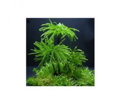 Climacium japonicum  - "Tree Moss"