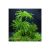 Climacium japonicum  - "Tree Moss"