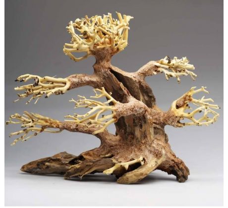 Bonsai S