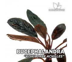 Bucephalandra achilles black dark