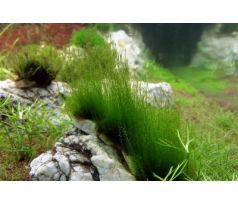 Leptodyctium riparium