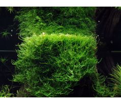 Taxiphyllum barbieri 'Bogor Moss'