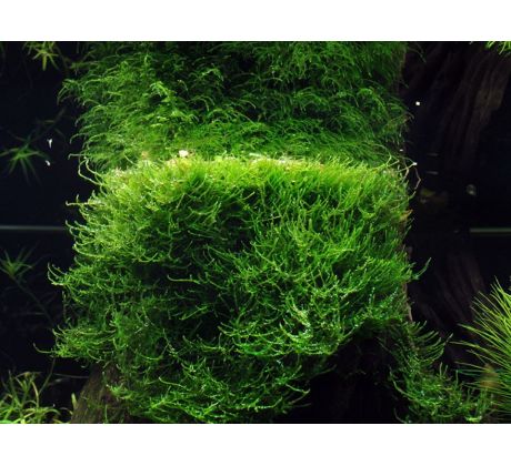 Taxiphyllum barbieri 'Bogor Moss'