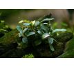 Bucephalandra sp. ’Needle leaf’/ invitro Aquart /