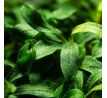 Bucephalandra sp. ’Needle leaf’/ invitro Aquart /