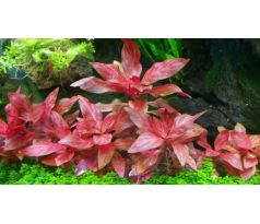 Alternanthera reineckii 'Rosanervig' /in Vitro Aqua art/