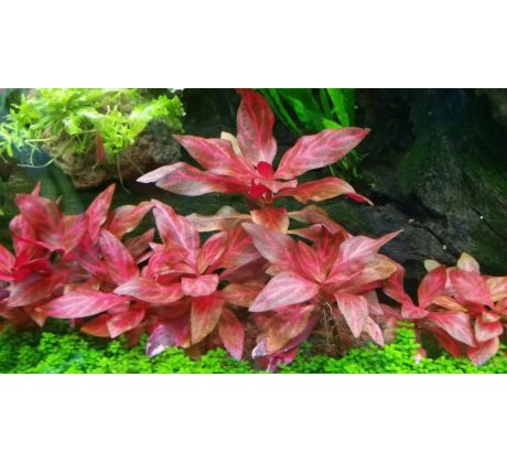 Alternanthera reineckii 'Rosanervig' /in Vitro Aqua art/