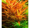 Ammania gracilis /in Vitro Aqua art/