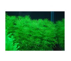 Bacopa myriophylloides /in Vitro Aqua art/