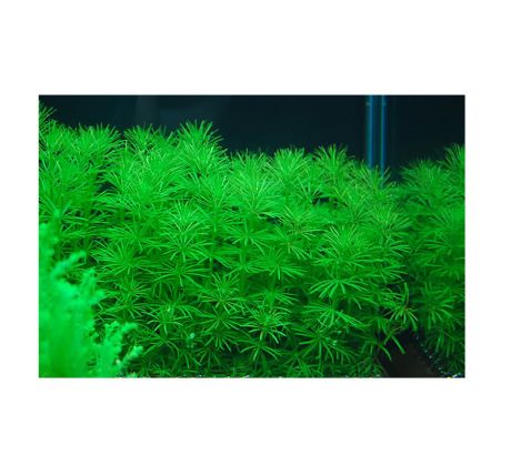 Bacopa myriophylloides /in Vitro Aqua art/