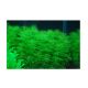 Bacopa myriophylloides /in Vitro Aqua art/