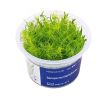 Bacopa myriophylloides /in Vitro Aqua art/