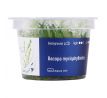 Bacopa myriophylloides /in Vitro Aqua art/