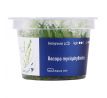 Bacopa myriophylloides /in Vitro Aqua art/