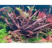 Cryptocoryne spiralis 'Red' /in Vitro Aqua art/