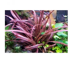 Cryptocoryne spiralis 'Red' /in Vitro Aqua art/