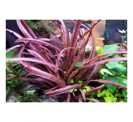 Cryptocoryne spiralis 'Red' /in Vitro Aqua art/