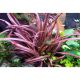 Cryptocoryne spiralis 'Red' /in Vitro Aqua art/