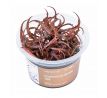 Cryptocoryne spiralis 'Red' /in Vitro Aqua art/