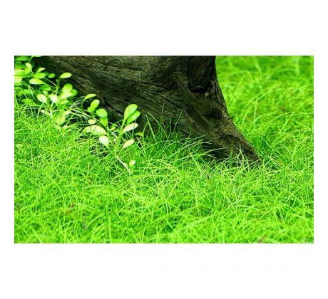 Eleocharis pusilla /in Vitro Aqua art/