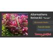 Alternanthera reineckii 'Purple' /in Vitro Aqua art/