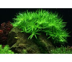 Heteranthera Zosterifolia /in Vitro Aqua art/