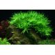 Heteranthera Zosterifolia /in Vitro Aqua art/