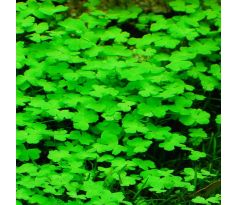 Hydrocotyle sp.'Japan' /in Vitro Aqua art/