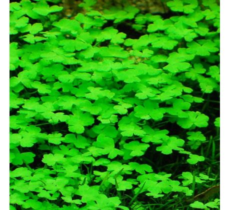 Hydrocotyle sp.'Japan' /in Vitro Aqua art/