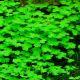 Hydrocotyle sp.'Japan' /in Vitro Aqua art/