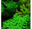 Hydrocotyle sp.'Japan' /in Vitro Aqua art/