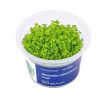 Hemianthus callitrichoides "Cuba" /in Vitro Aqua art/