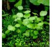 Hydrocotyle verticillata /in Vitro Aqua art/