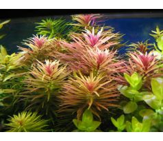 Limnophila aromatica /in Vitro Aqua art/