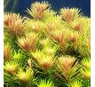 Limnophila Hippuridoides /in Vitro Aqua art/