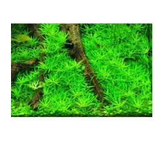 Limnophila Vietnam /in Vitro Aqua art/