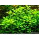Lobelia cardinalis /in Vitro Aqua art/