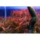 Ludwigia arcuata /in Vitro Aqua art/