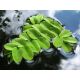 Salvinia Natans