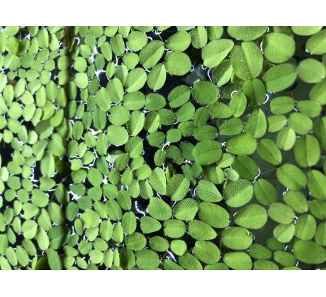 Salvinia auriculata