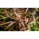 Hygrophila Polisperma sp. 'Tiger' /in Vitro Aqua art/