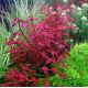 Ludwigia mini sp. super Red /in Vitro Aqua art/