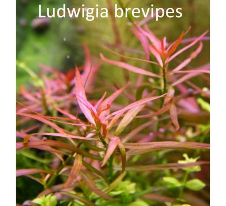 Ludwigia brevipes /in Vitro Aqua art/