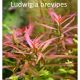 Ludwigia brevipes /in Vitro Aqua art/