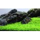 Micranthemum "Monte Carlo" /in Vitro Aqua art/