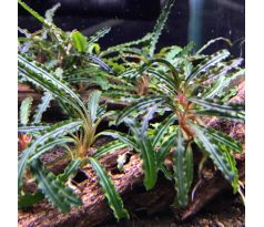 Bucephalandra sp. ’Aqua Artica’ /in Vitro Aqua art/