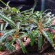 Bucephalandra sp. ’Aqua Artica’ /in Vitro Aqua art/